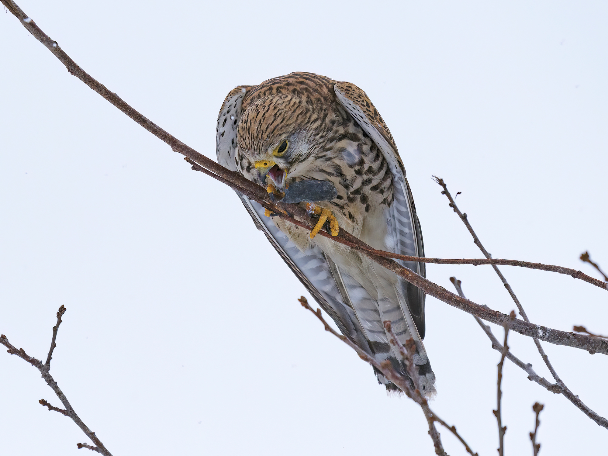 Schaut euch mal das ...